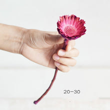 Load image into Gallery viewer, Floral Dried