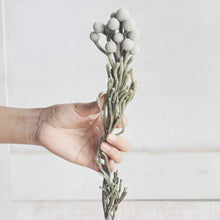 Load image into Gallery viewer, Floral Dried