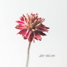 Load image into Gallery viewer, Floral Dried