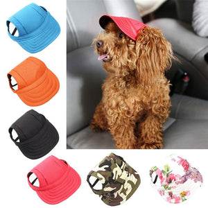 Dog  Hat Puppy Outdoor