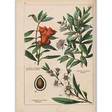 Load image into Gallery viewer, Botanical Collection Vintage Posters
