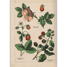 Load image into Gallery viewer, Botanical Collection Vintage Posters
