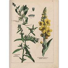 Load image into Gallery viewer, Botanical Collection Vintage Posters
