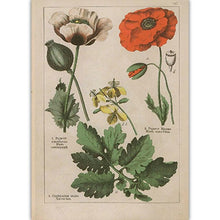 Load image into Gallery viewer, Botanical Collection Vintage Posters
