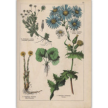 Load image into Gallery viewer, Botanical Collection Vintage Posters
