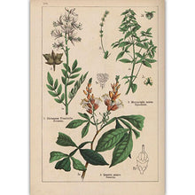 Load image into Gallery viewer, Botanical Collection Vintage Posters
