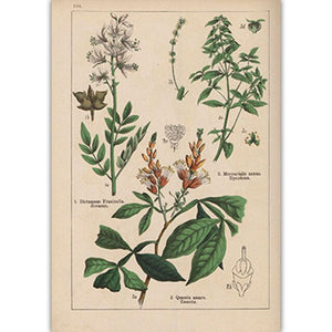 Botanical Collection Vintage Posters
