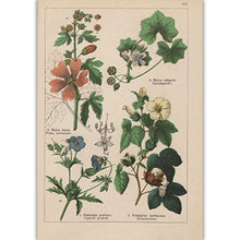 Load image into Gallery viewer, Botanical Collection Vintage Posters
