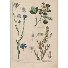 Load image into Gallery viewer, Botanical Collection Vintage Posters
