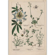 Load image into Gallery viewer, Botanical Collection Vintage Posters
