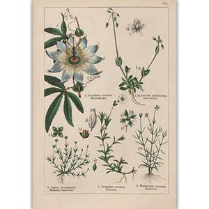 Botanical Collection Vintage Posters