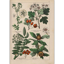 Load image into Gallery viewer, Botanical Collection Vintage Posters
