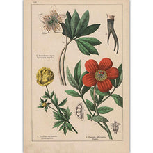 Load image into Gallery viewer, Botanical Collection Vintage Posters
