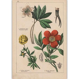 Botanical Collection Vintage Posters