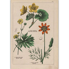 Load image into Gallery viewer, Botanical Collection Vintage Posters
