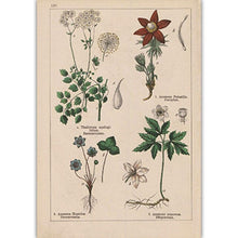 Load image into Gallery viewer, Botanical Collection Vintage Posters
