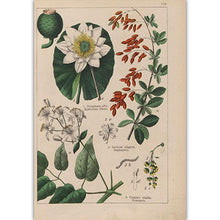 Load image into Gallery viewer, Botanical Collection Vintage Posters
