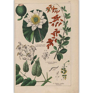 Botanical Collection Vintage Posters