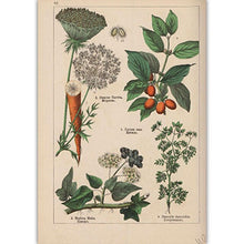 Load image into Gallery viewer, Botanical Collection Vintage Posters
