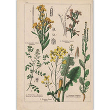 Load image into Gallery viewer, Botanical Collection Vintage Posters
