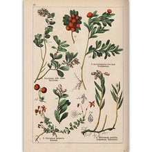 Load image into Gallery viewer, Botanical Collection Vintage Posters
