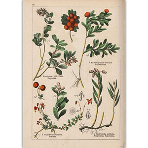 Botanical Collection Vintage Posters