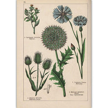 Load image into Gallery viewer, Botanical Collection Vintage Posters
