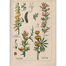 Load image into Gallery viewer, Botanical Collection Vintage Posters
