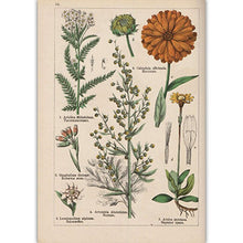 Load image into Gallery viewer, Botanical Collection Vintage Posters
