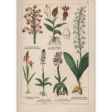 Load image into Gallery viewer, Botanical Collection Vintage Posters
