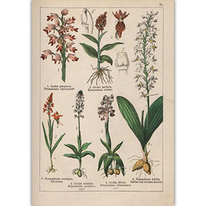 Botanical Collection Vintage Posters