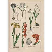 Load image into Gallery viewer, Botanical Collection Vintage Posters
