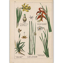 Load image into Gallery viewer, Botanical Collection Vintage Posters
