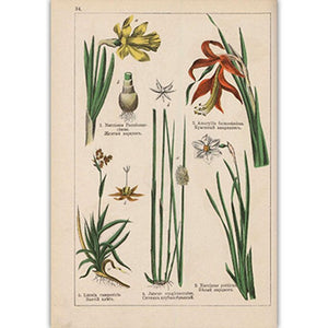 Botanical Collection Vintage Posters